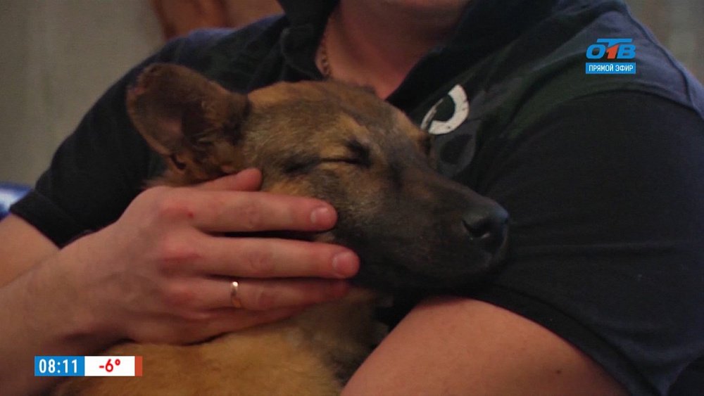 Наше УТРО на ОТВ – животные на передержке