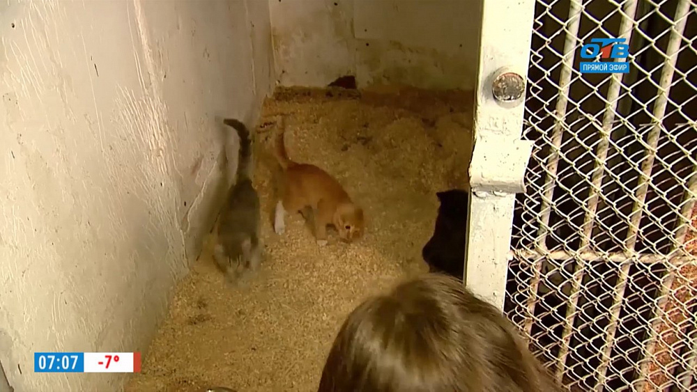 Наше УТРО на ОТВ – ужесточение закона (В. Бурматов)