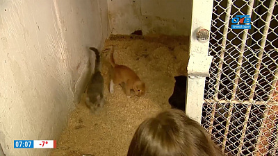 Наше УТРО на ОТВ – ужесточение закона (В. Бурматов)