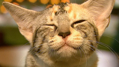 На выставке породистых кошек выбрали самых лучших 