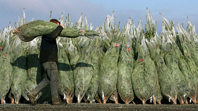 Первая партия хвойных подготовлена к продаже 