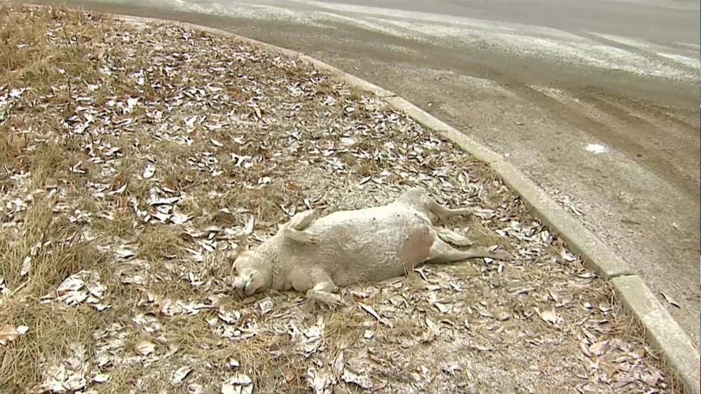 Кто должен убирать трупы животных с улиц?