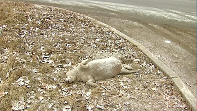 Кто должен убирать трупы животных с улиц?