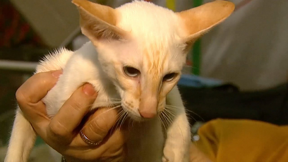 Выставка WCF