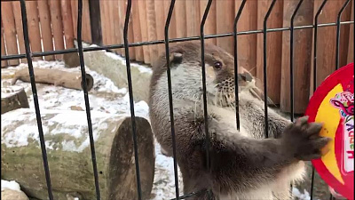 Выдра Ваня научился бить в бубен 