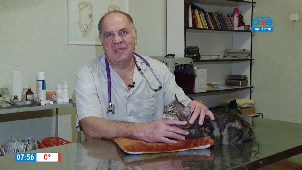Ветеринар Николай Калинин провел осмотр кошечки