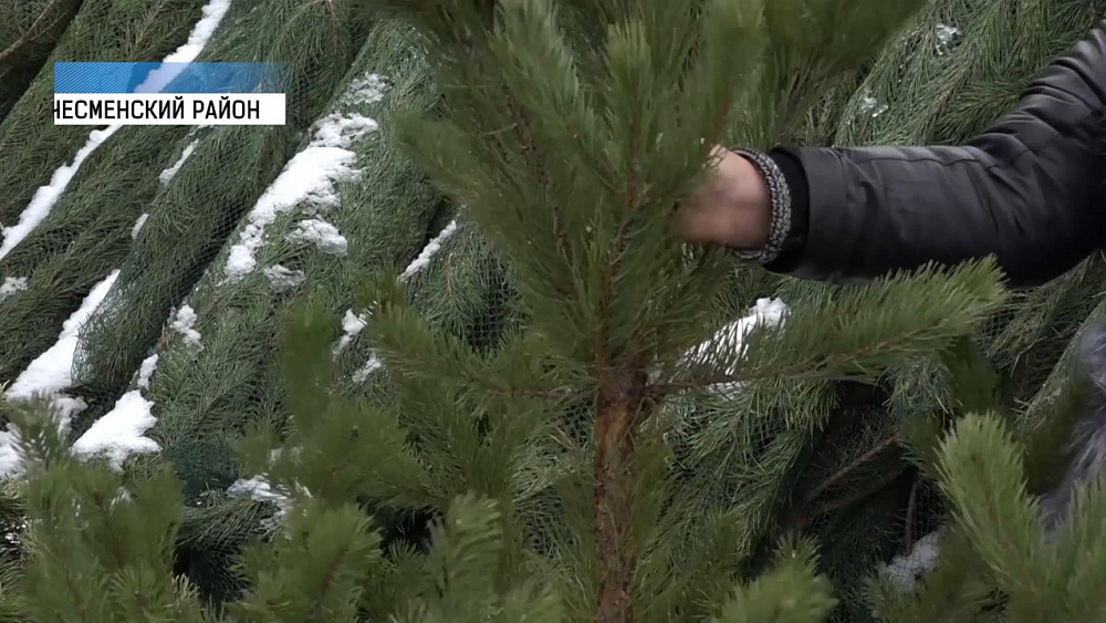 Новогодние деревья начнут продавать с 15 декабря