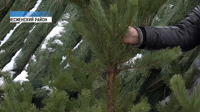 Новогодние деревья начнут продавать с 15 декабря