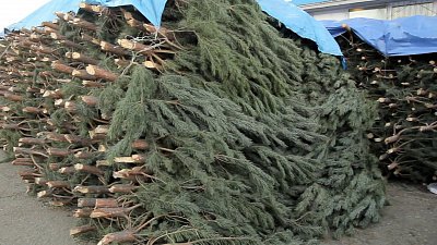 На елочные базары Южного Урала выставят 100 тысяч новогодних деревьев