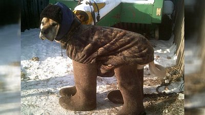 Кусинские мастера сваляли валенки для собак