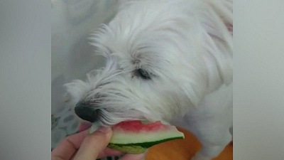 Челябинской собаке с арбузом из-за дикой популярности пришлось завести аккаунт в Инстаграме*