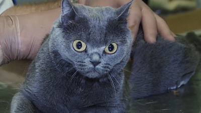 Ветврач Николай Калинин провел первичный осмотр кошки