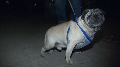 Подъездный курильщик избил соседа и его собаку за просьбу не дымить 