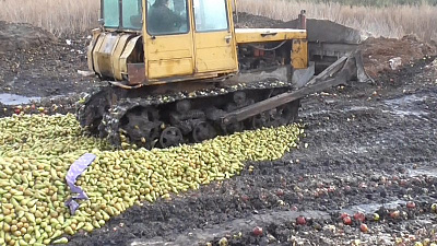 Более 110 тонн сочных яблок и груш вдавили в землю