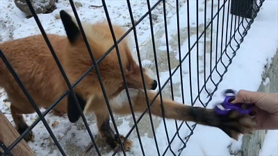 Лиса Майя научилась крутить спиннер 