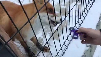 Лиса из Челябинского зоопарка научилась крутить спиннер 