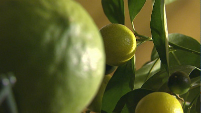 Челябинка выращивает цитрусы на балконе