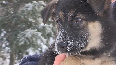 Миасский школьник спас восемь замурованных на теплотрассе щенков 