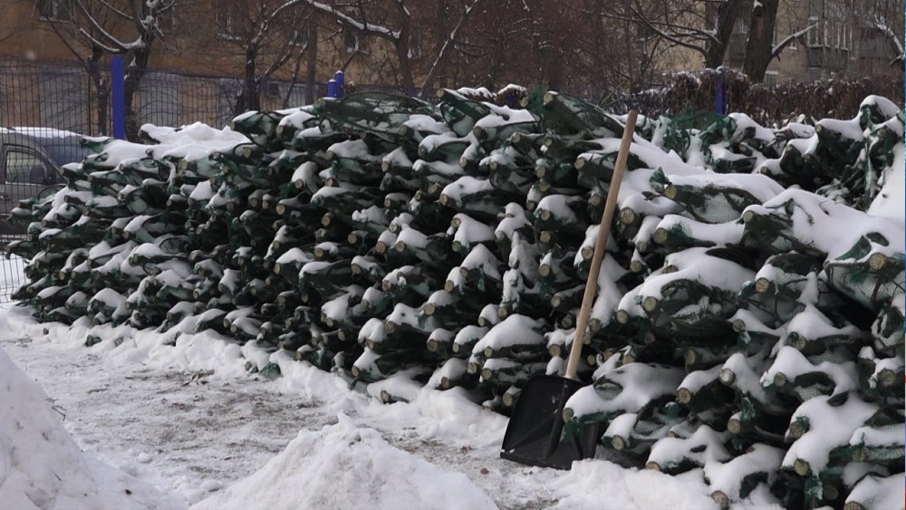 Стартовал елочный сезон