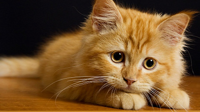 Госдума ужесточила наказание для живодеров 