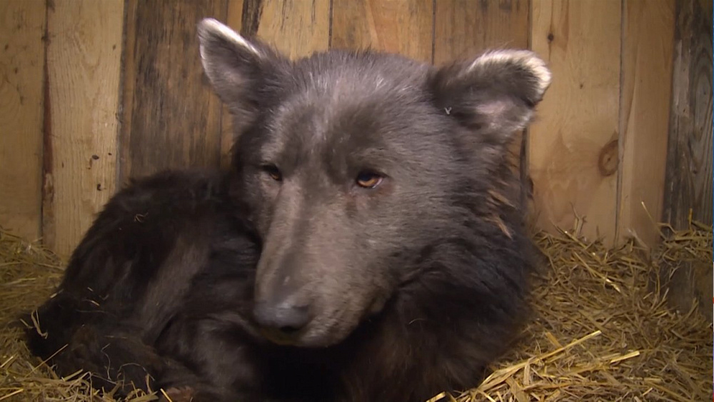 "Медвебака" справляется со стрессом
