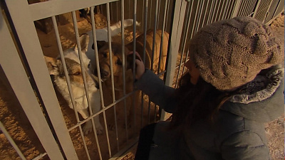 С 25 декабря в Челябинске не будут отлавливать собак