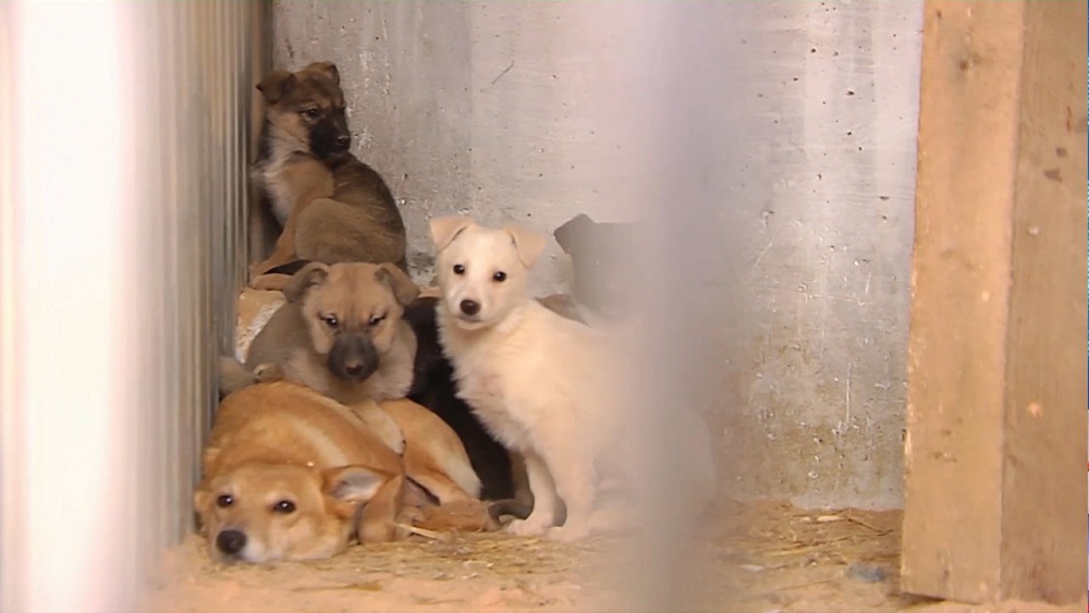 Вопрос о животных подняли на городском совещании