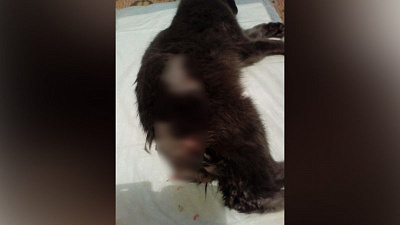 Живодеры отрывали хвост живой кошке. Видео