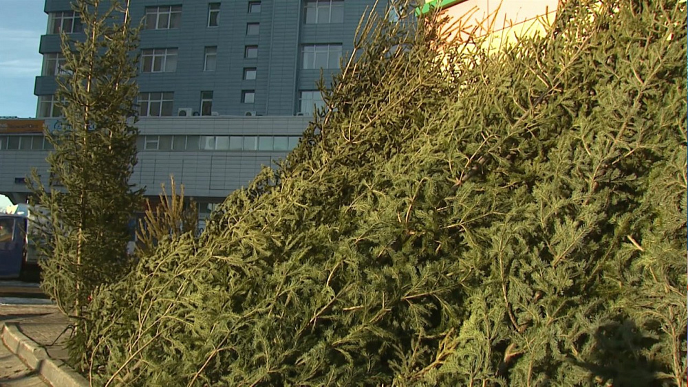 Треть елочных базаров - нелегальные 