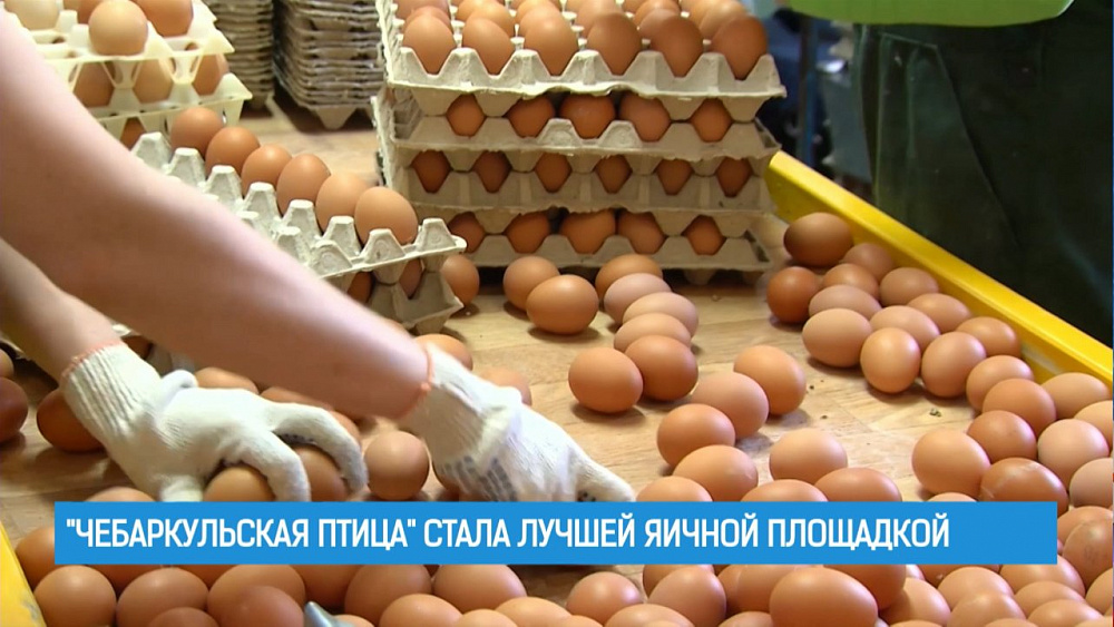 "Чебаркульская птица" стала лучшей яичной площадкой