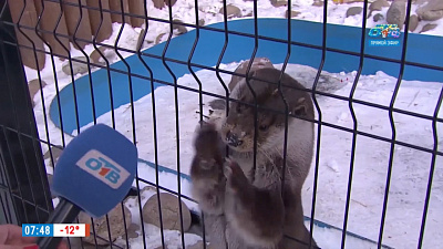 Наше УТРО на ОТВ – поздравление от выдры Вани