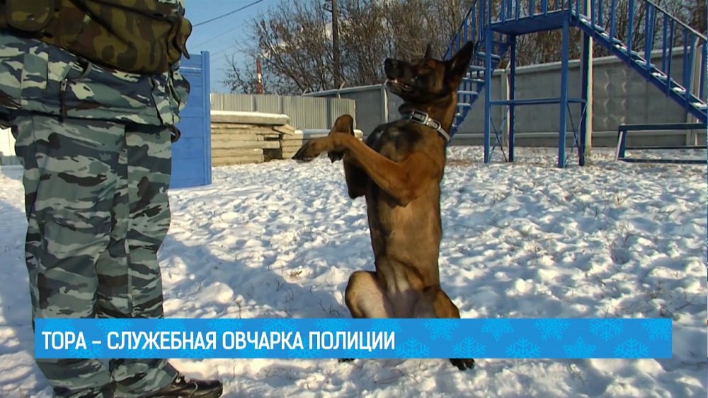 Тора - служебная овчарка полиции
