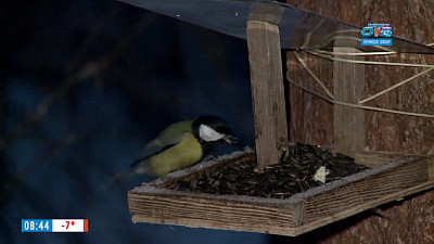Наше УТРО на ОТВ – включение с синичками