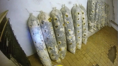 Коммунальщики выращивали грибы в подвале дома