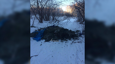 Челябинец обнаружил кладбище елок