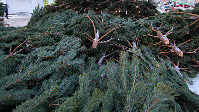 Челябинские власти составят черный список торговцев ёлками