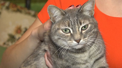 Определение судьбы по вареникам с кошкой