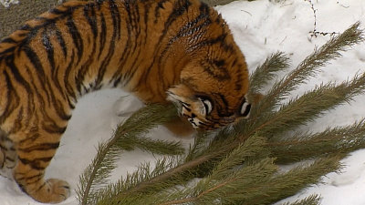 Непроданные елки установили в вольеры к хищникам