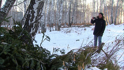 В Челябинске обнаружили свалку ёлок