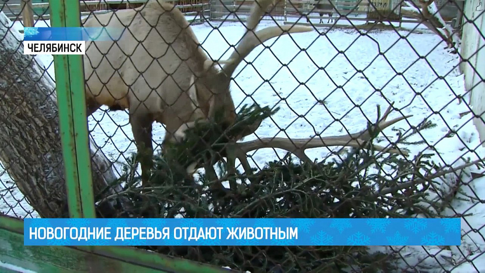 Новогодние деревья отдают животным