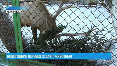 Новогодние деревья отдают животным