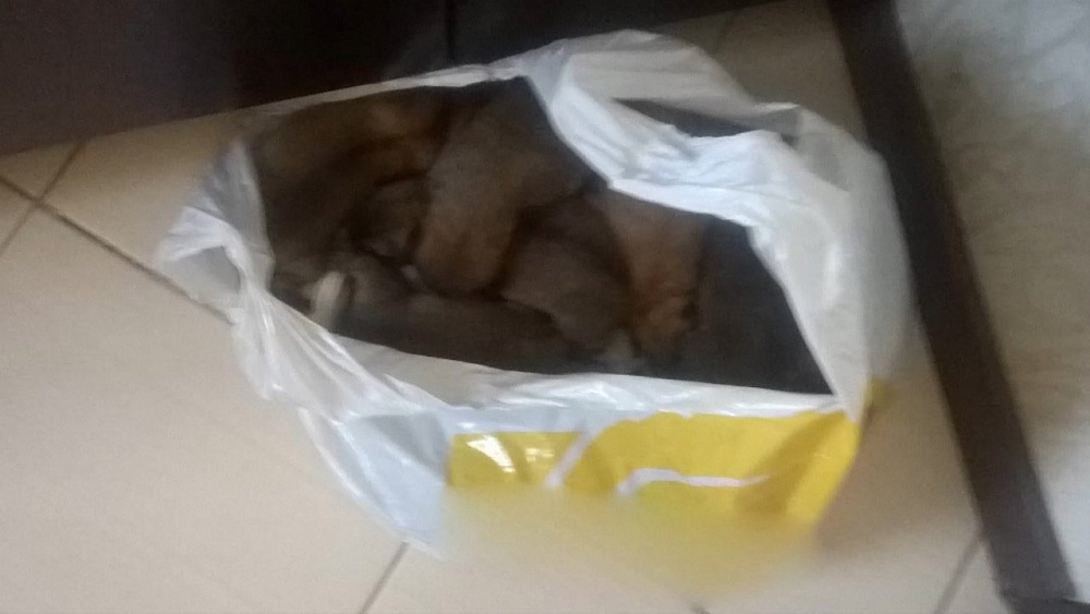 Выбросили щенков на мусорку