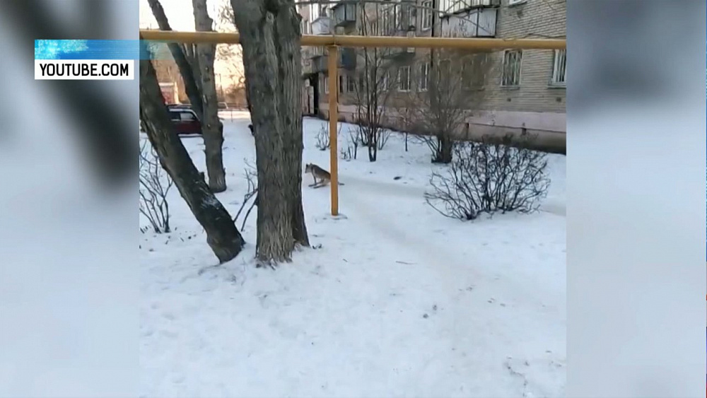 Жители Троицка всем городом ищут пса