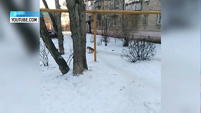 Жители Троицка всем городом ищут пса