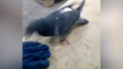 Голубь-драчун напал на челябинского заводчанина 