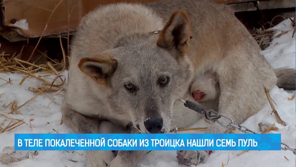 В теле покалеченной собаки из Троицка нашли семь пуль