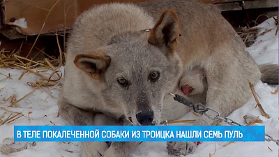 В теле покалеченной собаки из Троицка нашли семь пуль