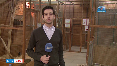 В студии «Нашего утра» обсудили, что сделать с елкой после новогодних праздников