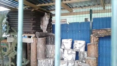 Рысь Марыся обрела новое жилище 