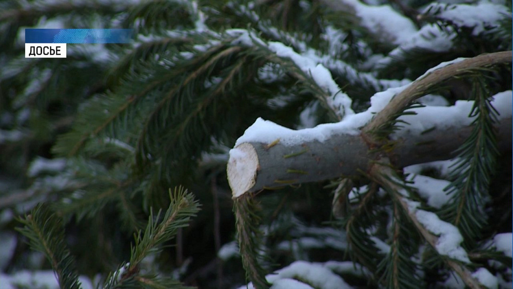 В Челябинске могут создать пункты приема елок